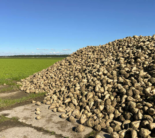 Suikerbiet berg